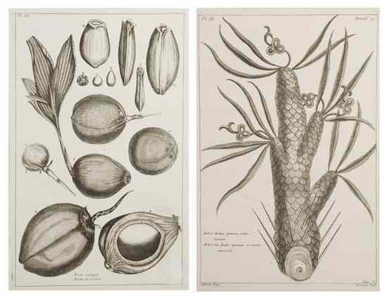 Appraisal: BOTANY FRENCH BUCHOZ PIERRE JOSEPH A group of eight engravings