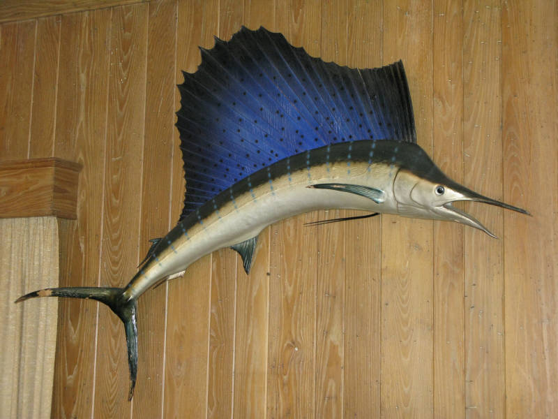 Appraisal: Mounted Trophy Sailfish approx - Some flaking and losses