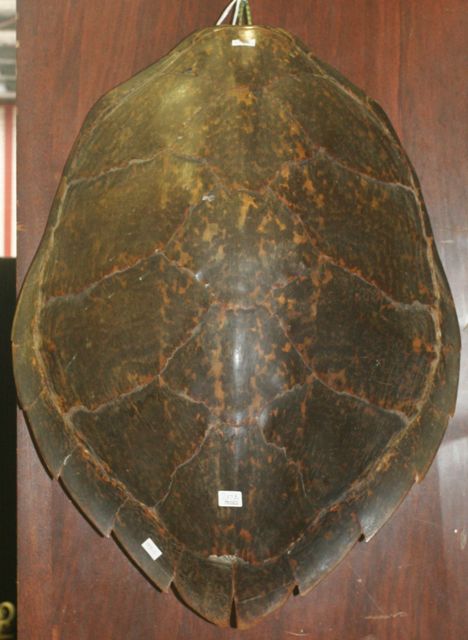 Appraisal: A large turtle shell