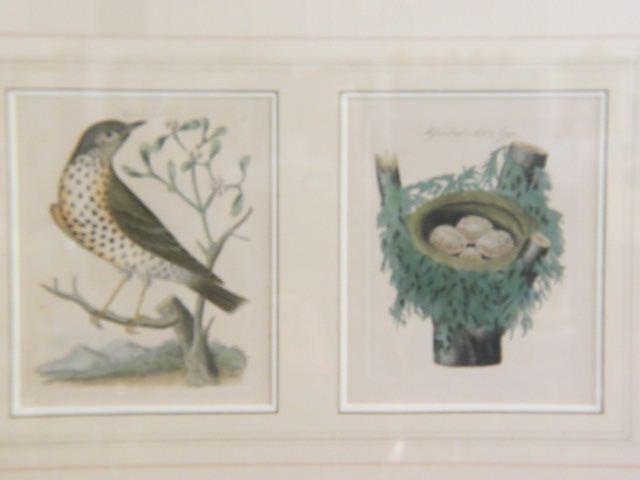 Appraisal: Copper Engravings of Mifsel Bird Nest handcolored from James Bolton's