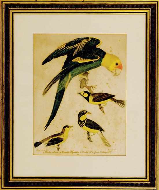 Appraisal: Alexander Wilson Pennsylvania - CAROLINA PARROT CANADA FLYCATCHER HOODED FLYCATCHER