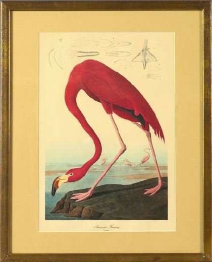 Appraisal: After John James Audubon American - American Flamingo chromolithograph early