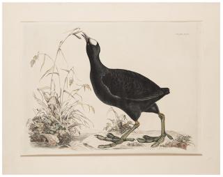 Appraisal: Selby Prideaux John Common Coot Plate XXXII from Illustrations of