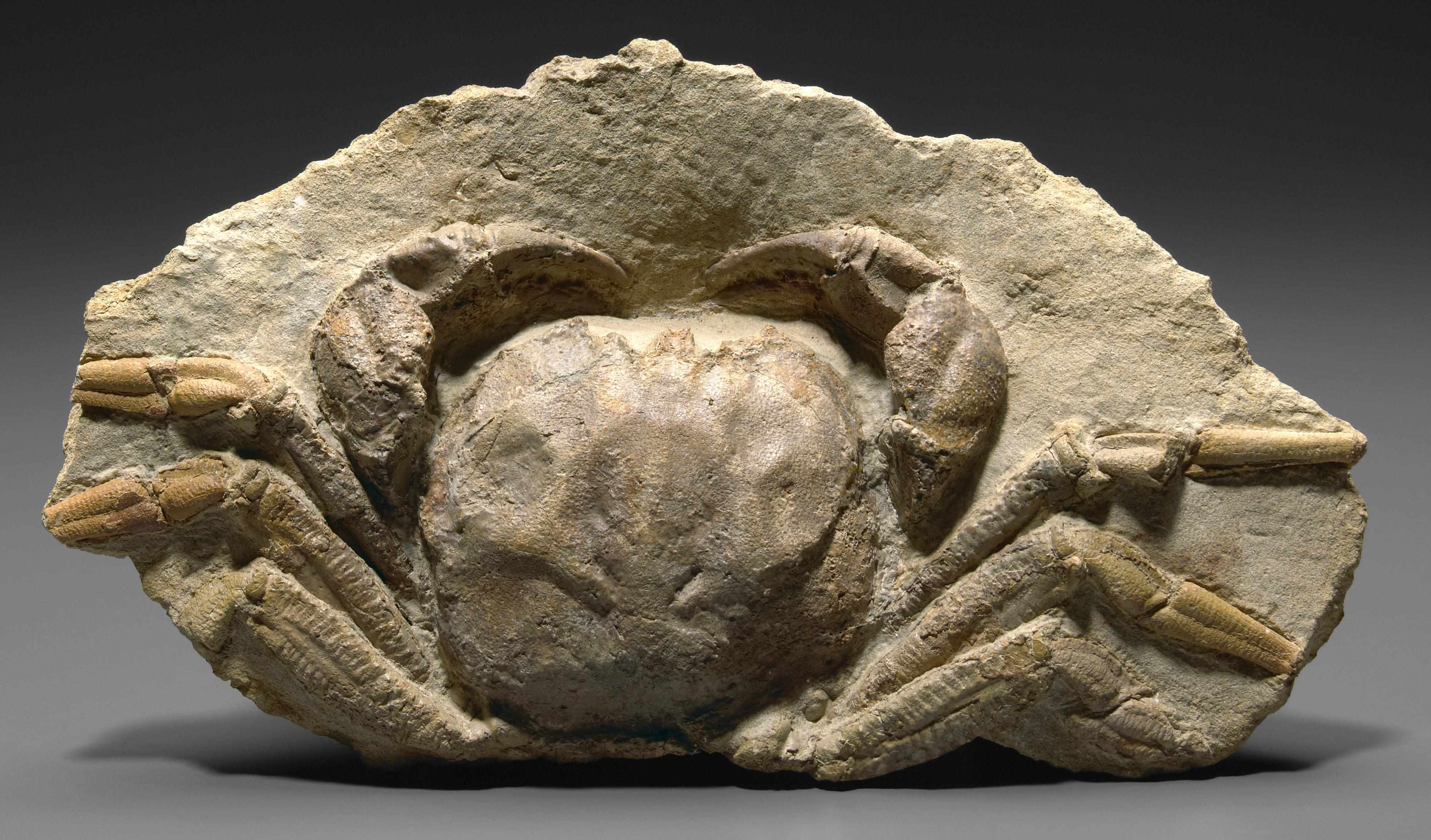 Appraisal: Fossil Crab Avitelmessus grapsoideuslower MaastrichtianRipley Formation MississippiThis fine crab was