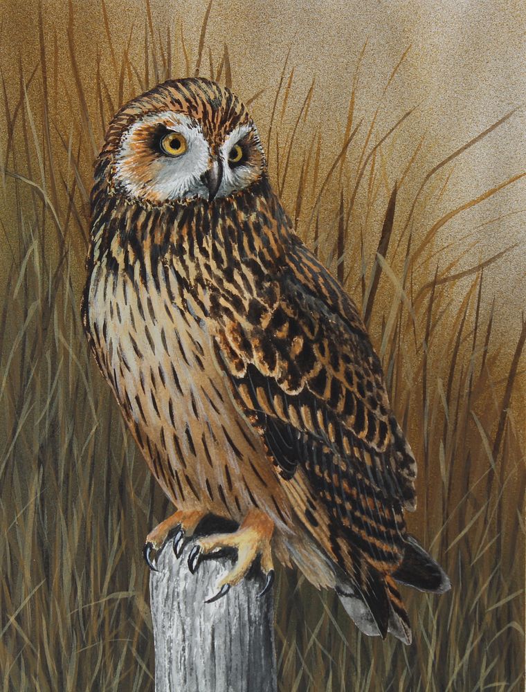 Appraisal: H Douglas Pratt B Short-eared Owl H Douglas Pratt American