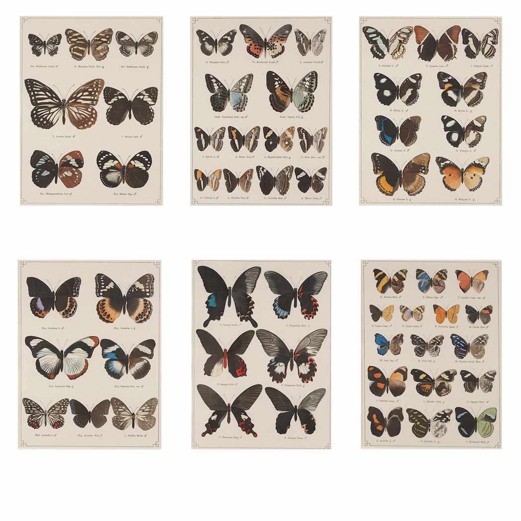 Appraisal: Dr O Staudinger Dr E Schatz editors BUTTERFLY STUDIES Six