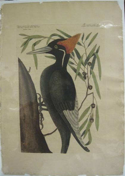 Appraisal: piece Hand-Colored Engraving Catesby Mark Large White Bill'd Woodpecker London