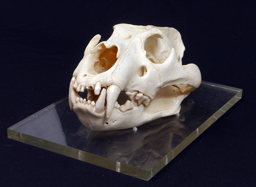 Appraisal: MOUNTED LION SKULL Large lion skull with closed mouth affixed