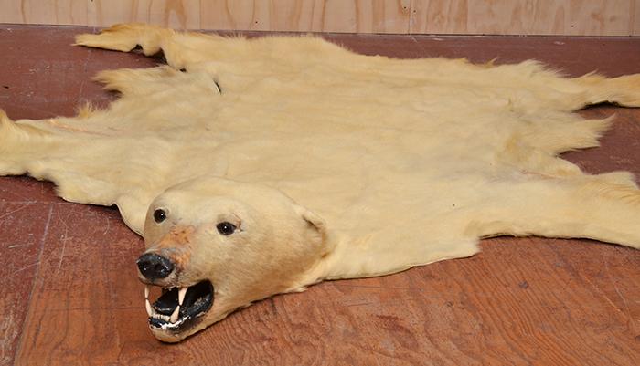 Appraisal: TAXIDERMIED POLAR BEAR SKIN RUG WITH FULL HEAD MOUNT