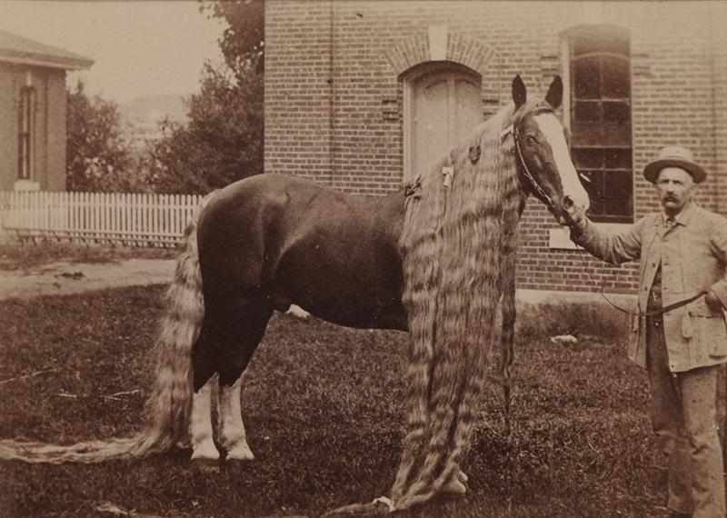 Appraisal: I L HAMMOND LEWISTON ME HORSE AND GROOM Toned albumen