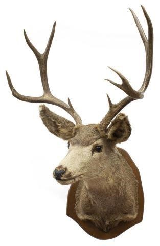 Appraisal: Taxidermy Mule deer -point trophy mount approx h w d