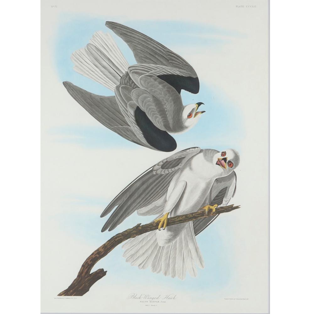 Appraisal: JOHN JAMES AUDUBON LARGE SCALE BLACK-WINGED HAWK FALCO DISPAR MALE