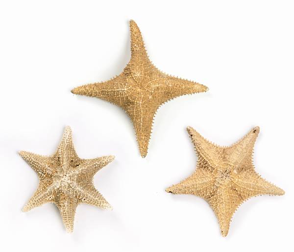 Appraisal: Bahamian Starfish Oreaster reticulates The largest starfish of the West