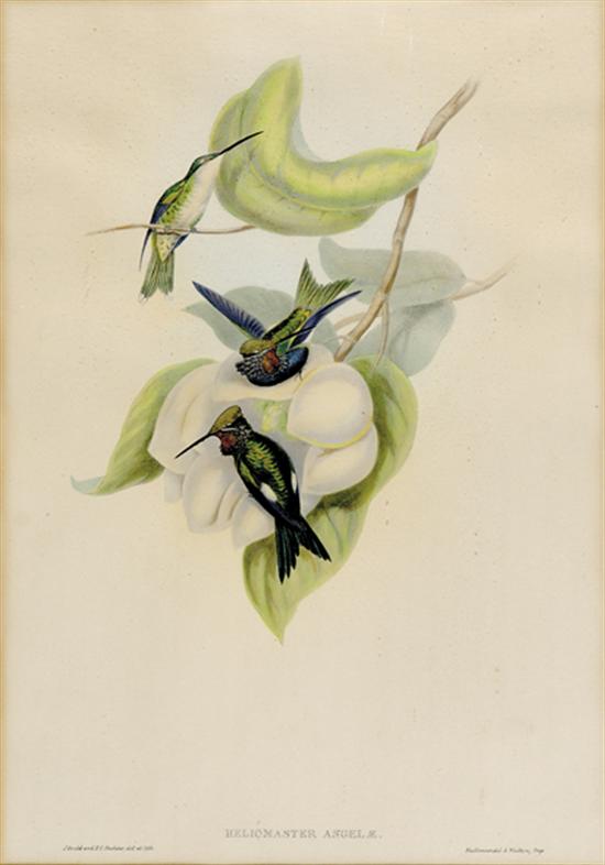 Appraisal: Gould Richter British th th century PAIR OF WORKS HUMMINGBIRDS