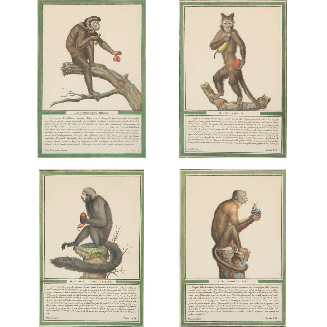 Appraisal: Artist Unknown MONKEY STUDIES Four hand-colored prints Sight of each