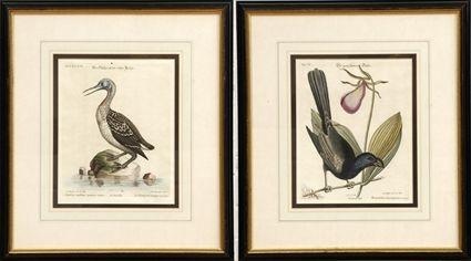 Appraisal: German School th th C Two Birds Hand-colored engravings matted