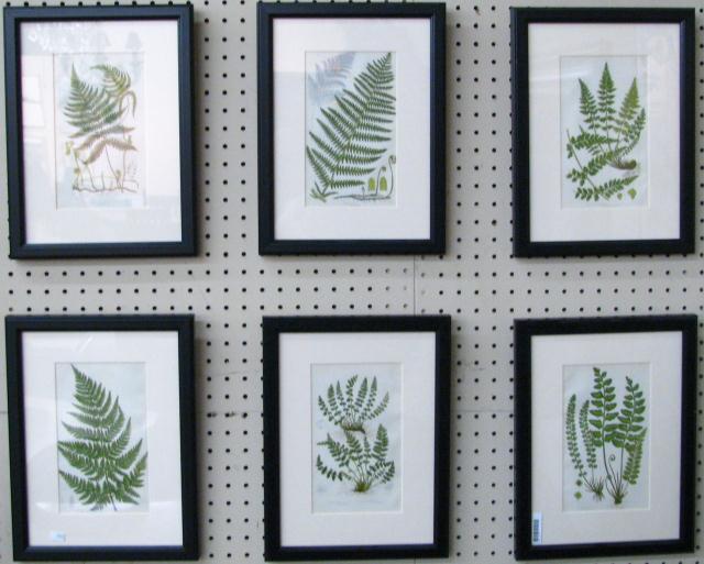 Appraisal: Group of six antique botanical prints each depicting various leaves