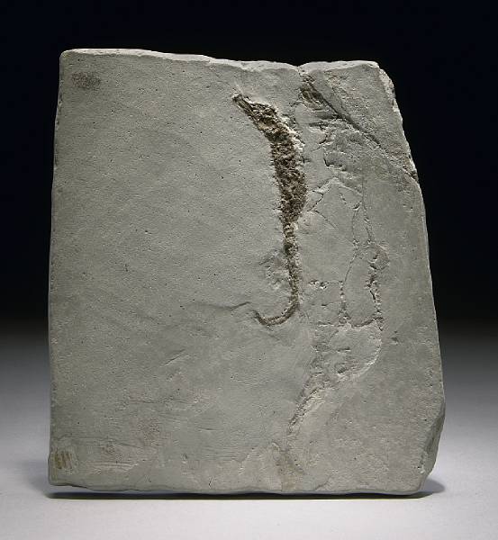 Appraisal: Fossil Seahorse Hippocampus ramulosus Lower Pliocene Marecchia River Formation Poggio