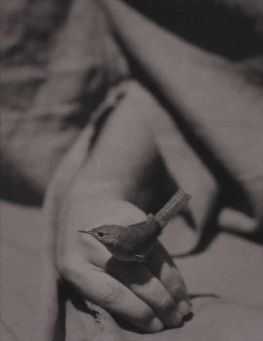 Appraisal: VICTOR SCHRAGER b HOUSE WREN Platinum palladium print x in