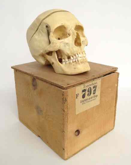 Appraisal: Authentic human hinged jaw medical skull in original box with