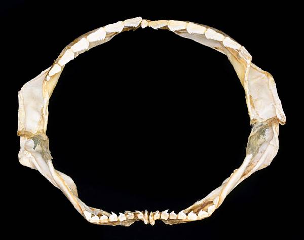 Appraisal: Six Gilled Cow Shark Jaw Hexanchus griseus Modern Florida A