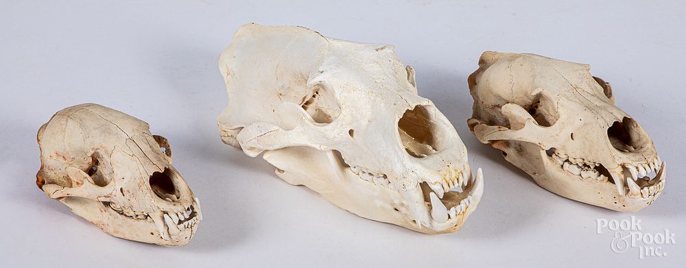 Appraisal: Three bear skulls Three bear skulls largest - l Condition