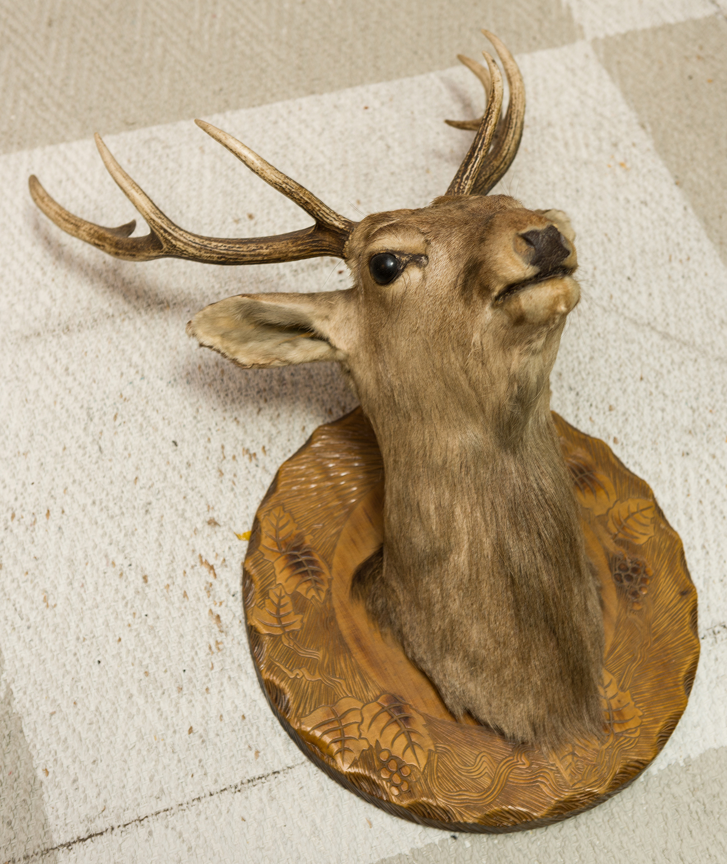 Appraisal: A TAXIDERMIED MOUNTED JAPANESE SIKA DEER h x w x