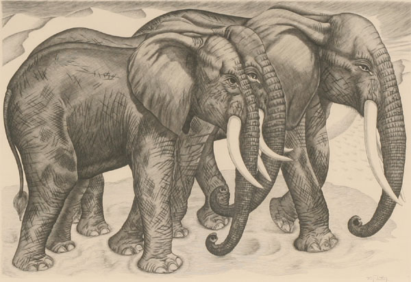 Appraisal: Tavy Notton French Illustrator th century Trois Elephants Engraving Pencil