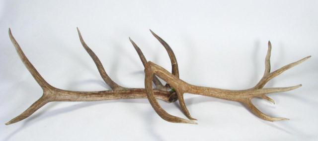 Appraisal: Pair of very large antlers approximately inches long unmounted