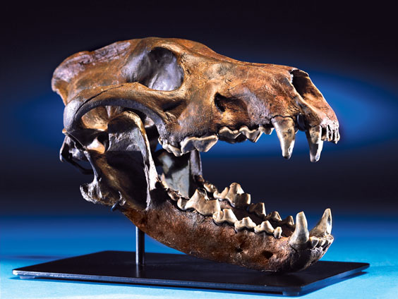 Appraisal: AN EXTREMELY RARE GIANT DIRE WOLF SKULL FROM THE RANCHO