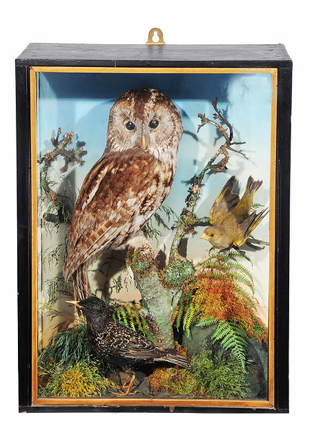 Appraisal: Taxidermy -A tawny owl and greenfinch each perched upon a