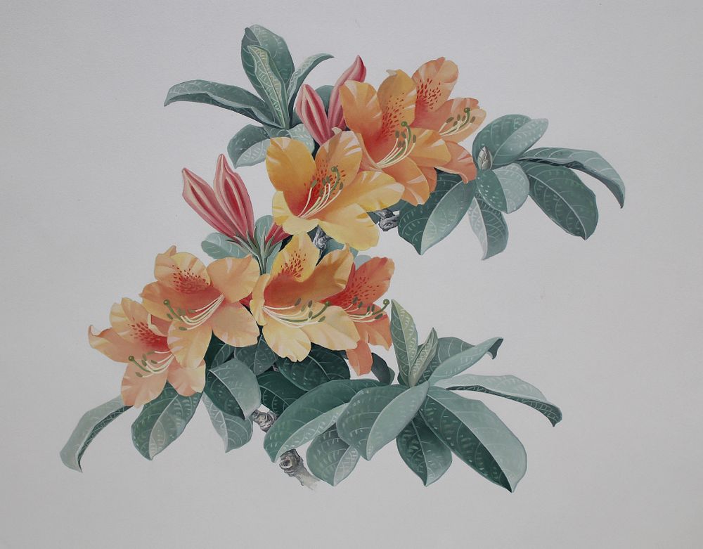 Appraisal: Zeng Xiaolian B Rhododendron Molle Zeng Xiaolian B Rhododendron Molle