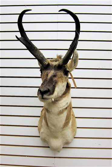 Appraisal: GAME TROPHY MOUNT northwest pronghorn antelope buck head with horns