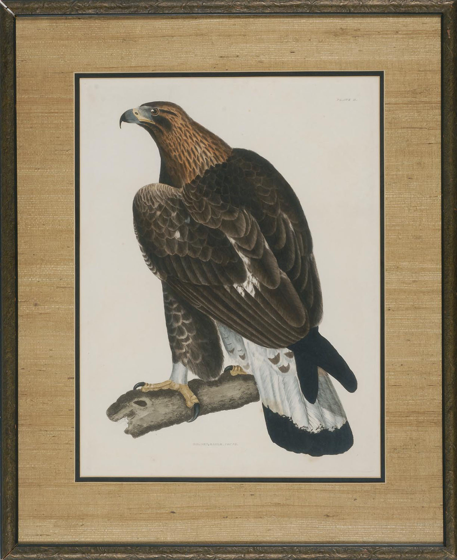 Appraisal: FRAMED SELBY HAND-COLORED ENGRAVING th CenturyGolden Eagle Young Period Marked