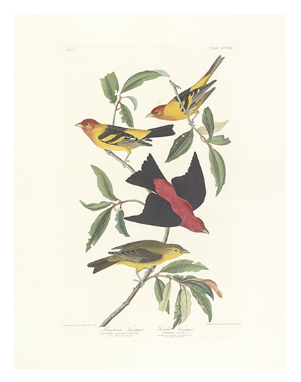 Appraisal: BIRDS Audubon John James Louisiana Tanager Scarlet Tanager Plate CCCLIV