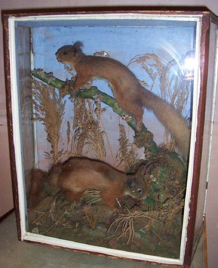 Appraisal: A taxidermy case containing a naturalistic diorama with red squirrels