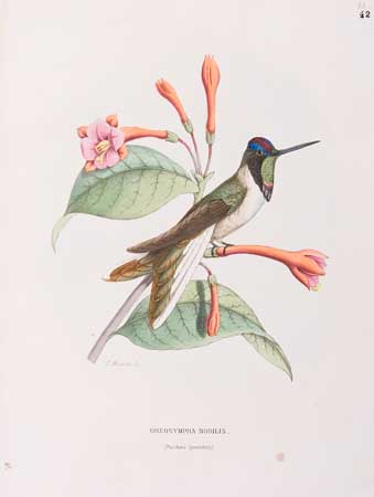 Appraisal: BIRDS Mulsant E Histoire Naturelle des Oiseaux-Mouches ou Colibris hand-colored