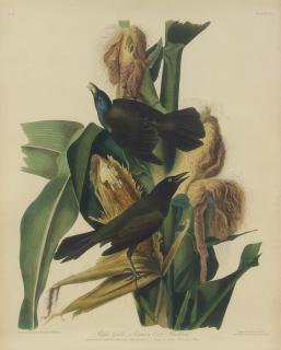 Appraisal: JOHN JAMES AUDUBON American JOHN JAMES AUDUBON American - Purple