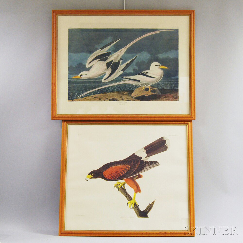 Appraisal: Two Framed Ornithological Prints after Audubon Tropic Bird and Louisiana