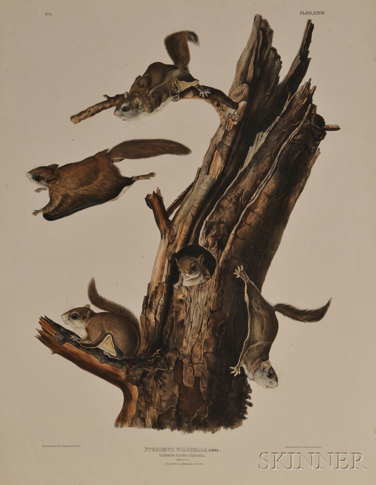 Appraisal: Audubon John James - Common Flying Squirrel Plate XXVIII from