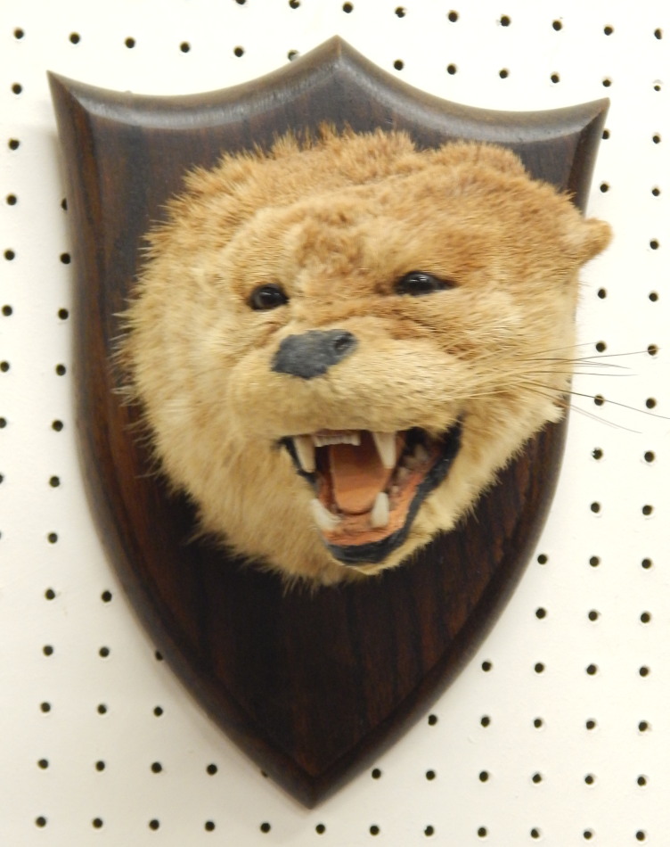 Appraisal: A taxidermied otter by Spicer of Leamignton Spa on a