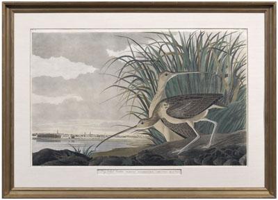 Appraisal: Charleston print after Audubon quot Long-Billed Curlew hellip City of