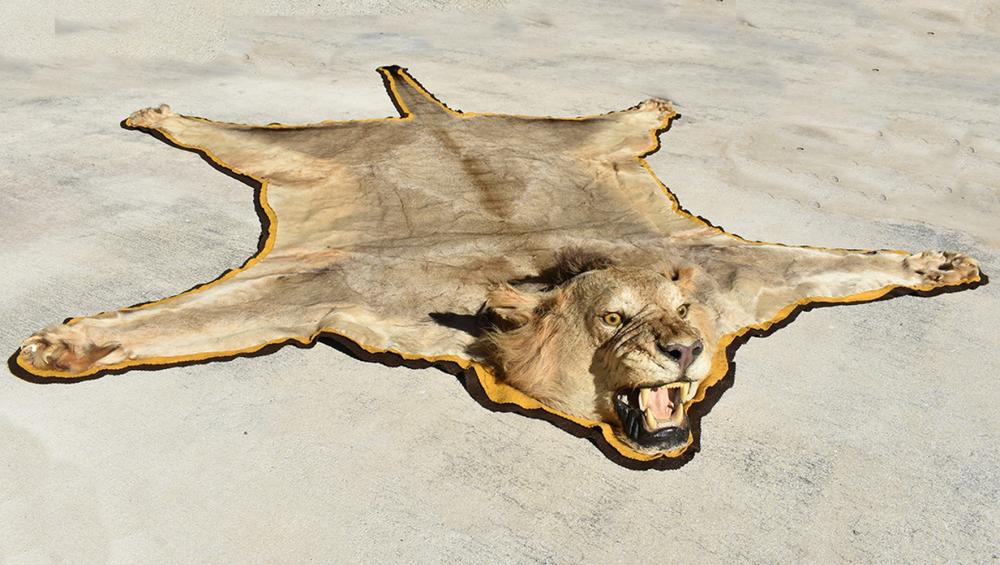 Appraisal: LIONESS TAXIDERMY PELTFull body glass-inset eyes felt backed Length ft