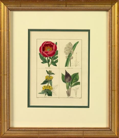 Appraisal: Benjamin Maund British th Century Botanicals suite of eight hand-colored