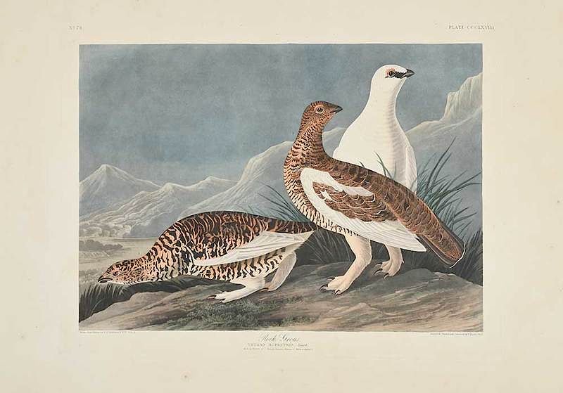 Appraisal: John James Audubon New York - Rock Grous Pl CCCLXVIII