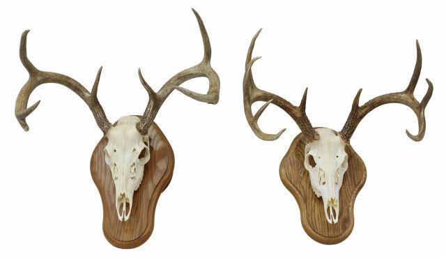 Appraisal: lot of Whitetail deer skull mounts on wood wall display