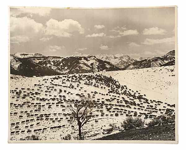 Appraisal: Charles Belden Photograph of Sheep on a Snow-Covered Hillside Silver