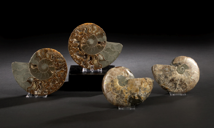 Appraisal: Pair of Split and Polished Ammonite Fossil Specimens Cretaceous Period