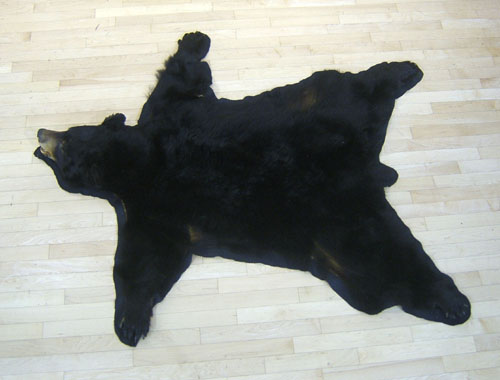 Appraisal: Black bear trophy rug