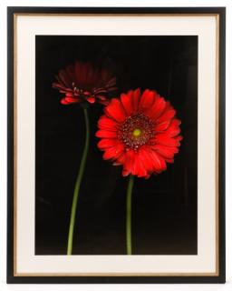 Appraisal: Barry Taratoot Untitled Red Daisy Photograph Barry Taratoot American active